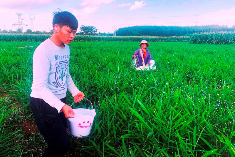 1629700880732192.jpg 陈老红家人在施肥.jpg