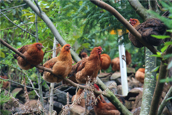 1630548192261711.jpg 那色林下鸡.jpg