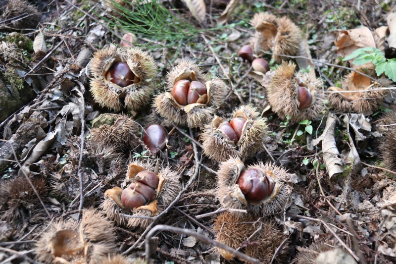 1631239016600556.jpg IMG_1649.JPG