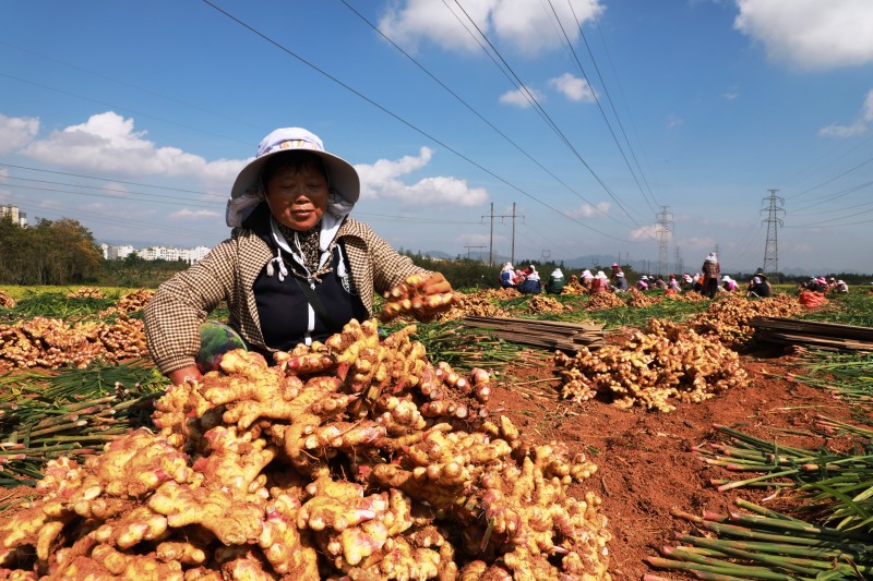 1636679417436980.jpg 图为姜农采收小黄姜 (2).JPG