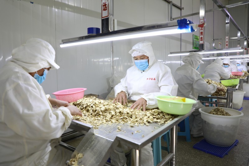 1636679469667456.jpg 加工姜产品.JPG