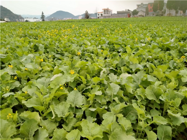 1638523266186638.jpg 板桥镇花红村集体经济项目油菜种植。.jpg