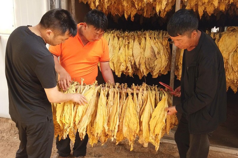 1656901507745112.jpg 查看烟叶烤后情况) (1).jpg