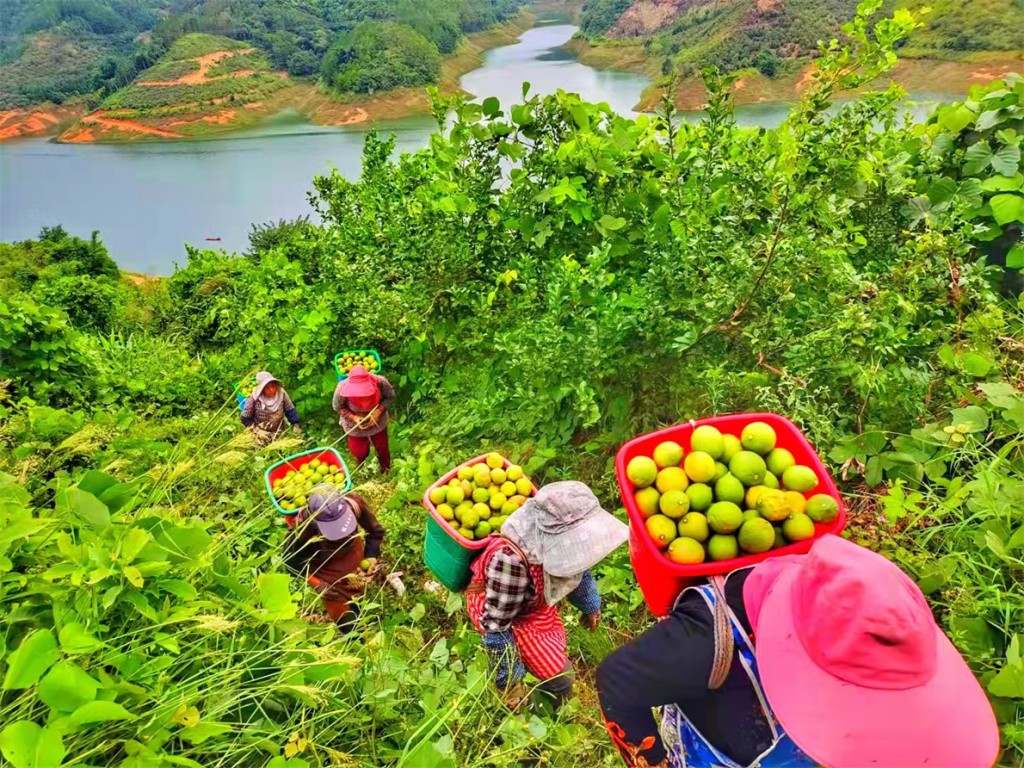 1657585558266926.jpg 650a2ffee2d24ff4e7c328514c9dad2b1656804001515.jpg