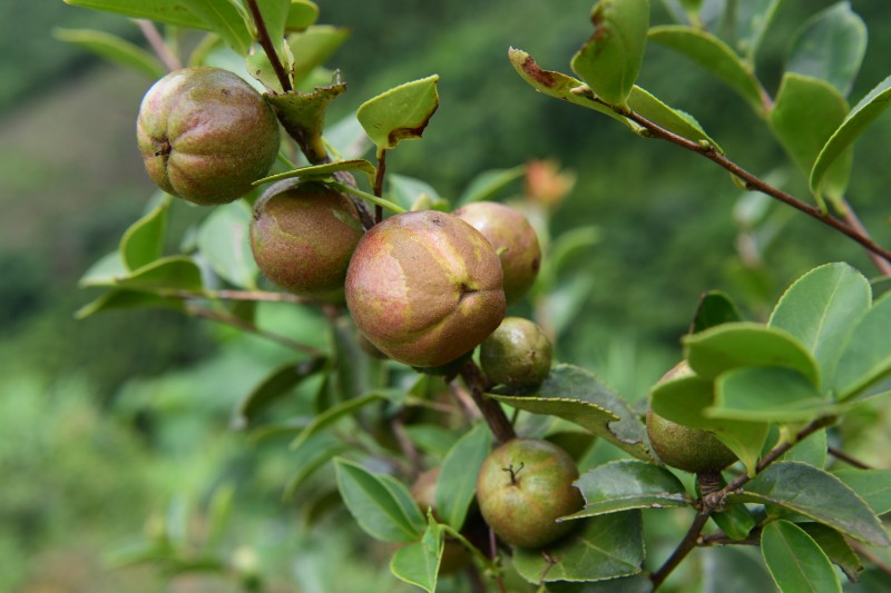 1659317881614552.jpg 丰收的油茶果.JPG