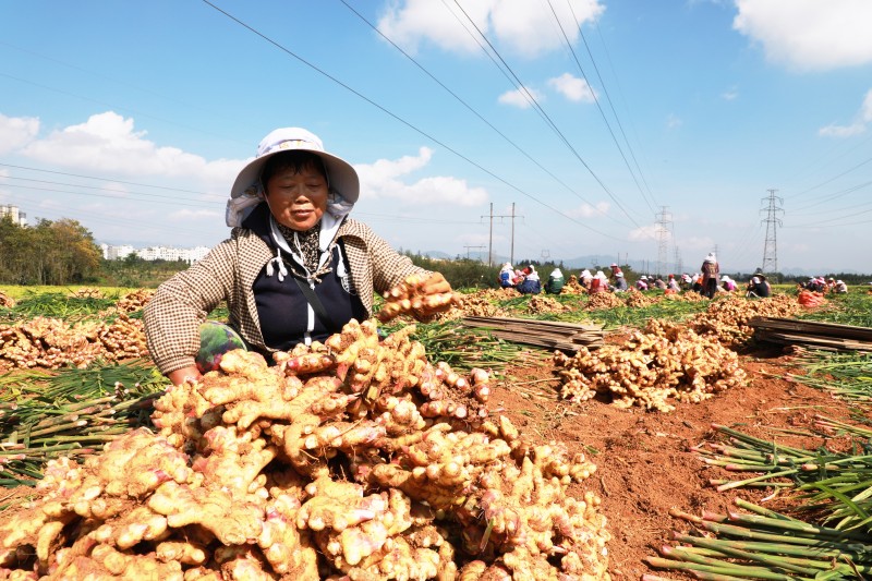 1659594582910554.jpg 姜农采收小黄姜.JPG