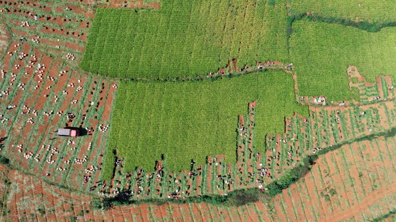 1659594595373724.jpg 小黄姜采摘.JPG