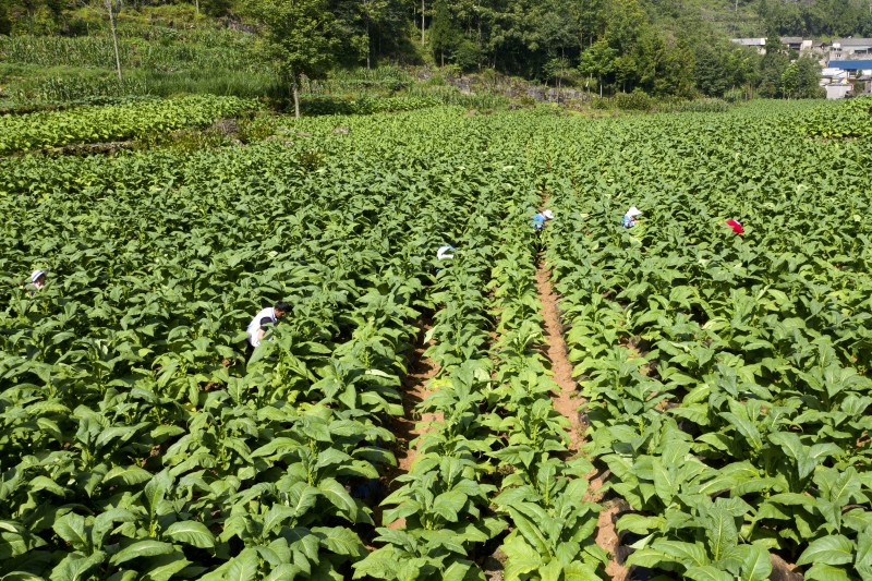 1659919744920239.jpg 334202b9550edb19b500a4e8bd6d34d.jpg