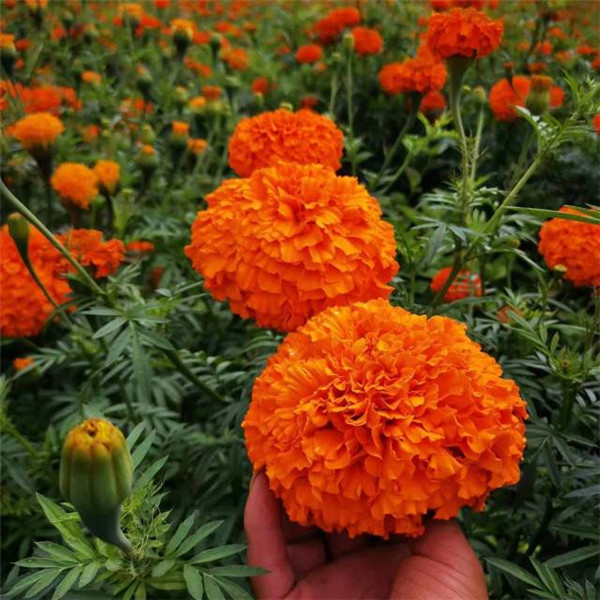 1660548854561475.jpg 3.jpg