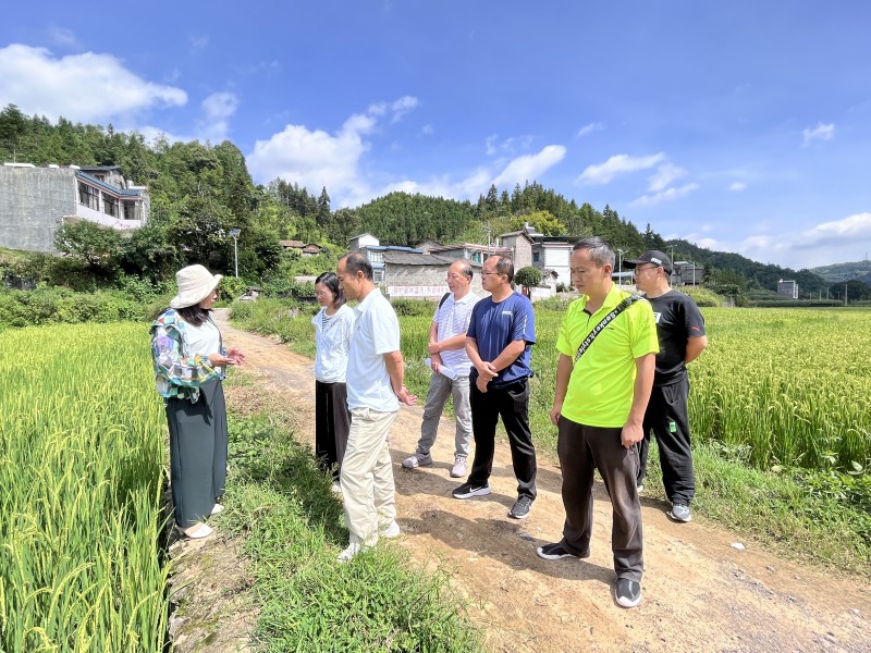 1662106479998545.jpg 2、现场查看小洲子村旱种水稻.jpg