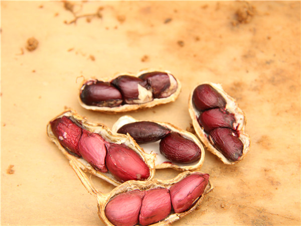 1667268370495618.jpg IMG_7978.JPG