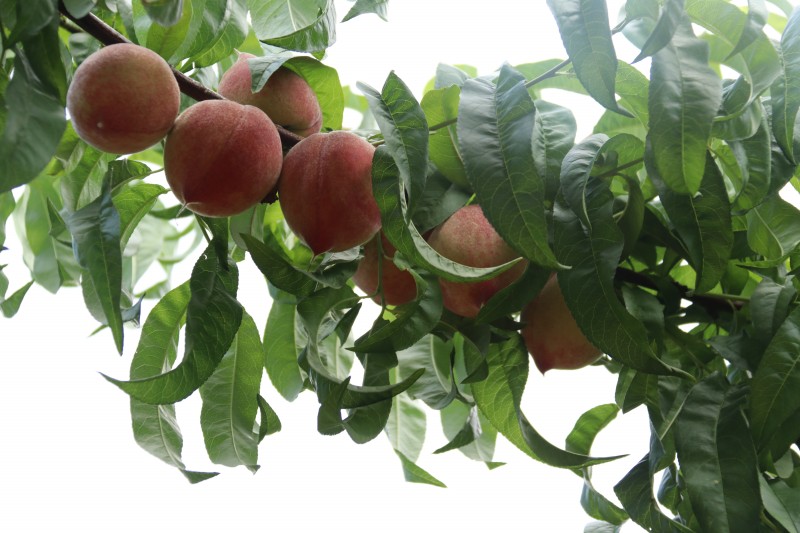 1684717278233300.jpg IMG_6290.JPG