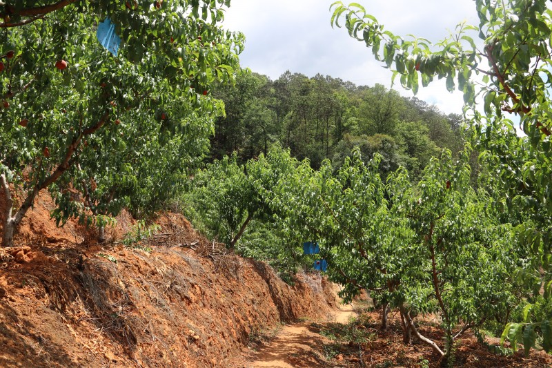 1684717304268319.jpg IMG_6341.JPG