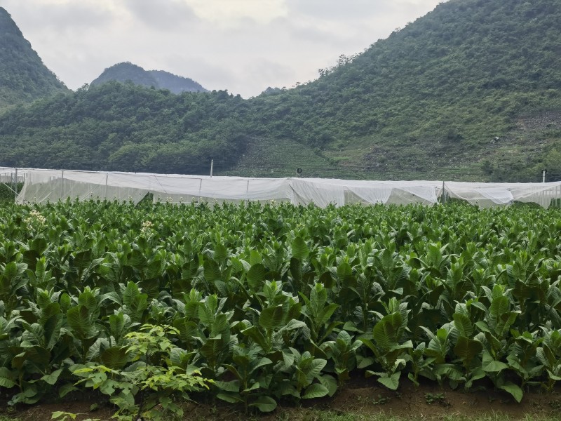 1689815983768185.jpg 微信图片_202307191452151.jpg