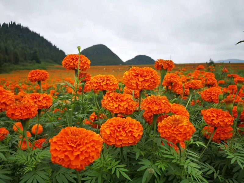 1693983532466900.jpg 微信图片_202309041024292.jpg