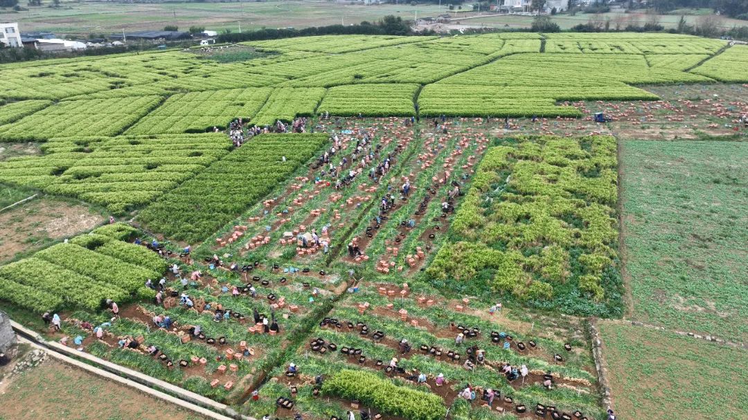 1730858848164971.jpg 1.jpg