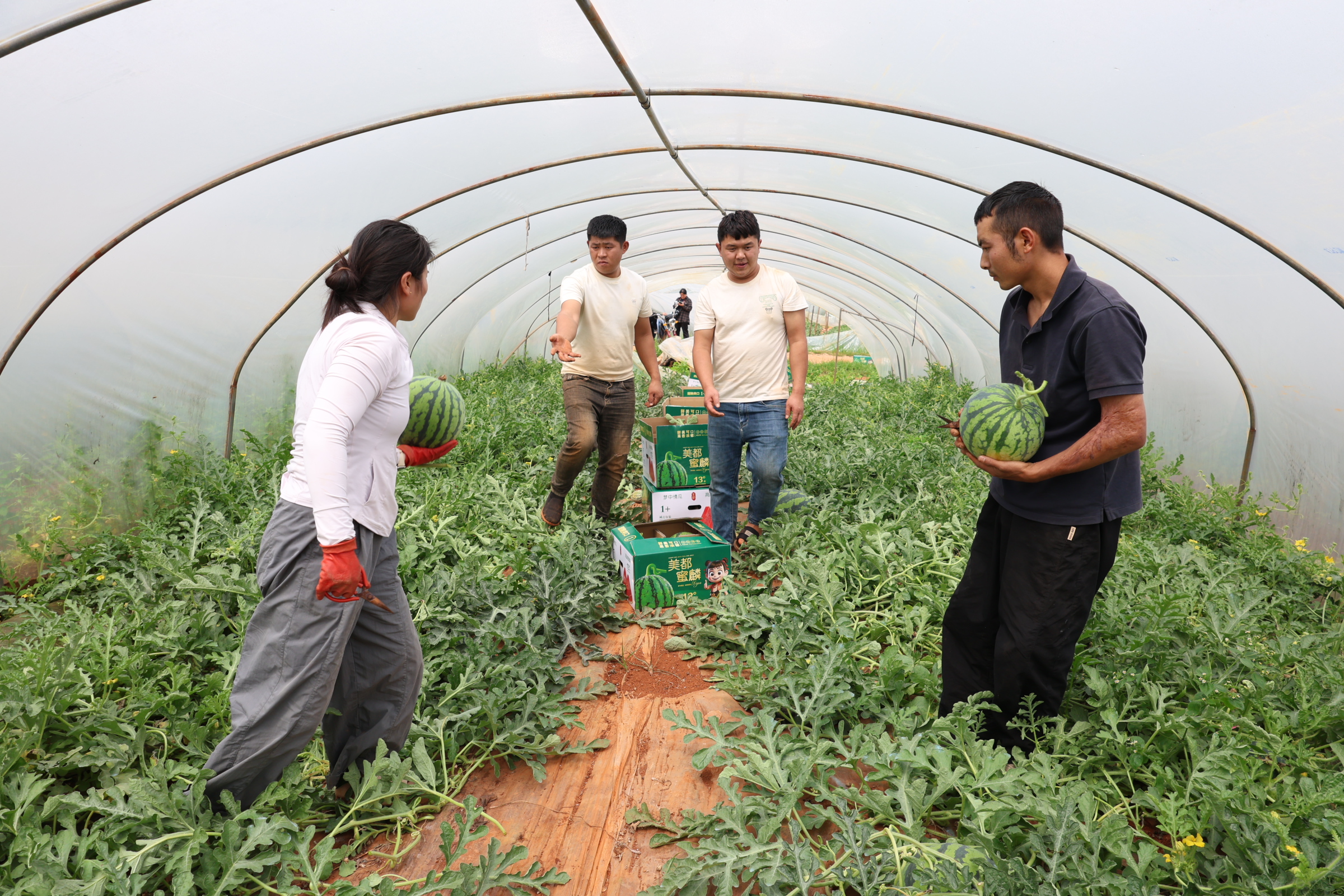 1750208908178801.jpg 西瓜.JPG