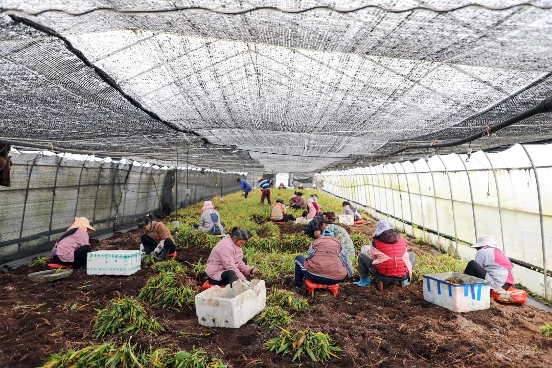 1756350869977775.jpg 1.jpg