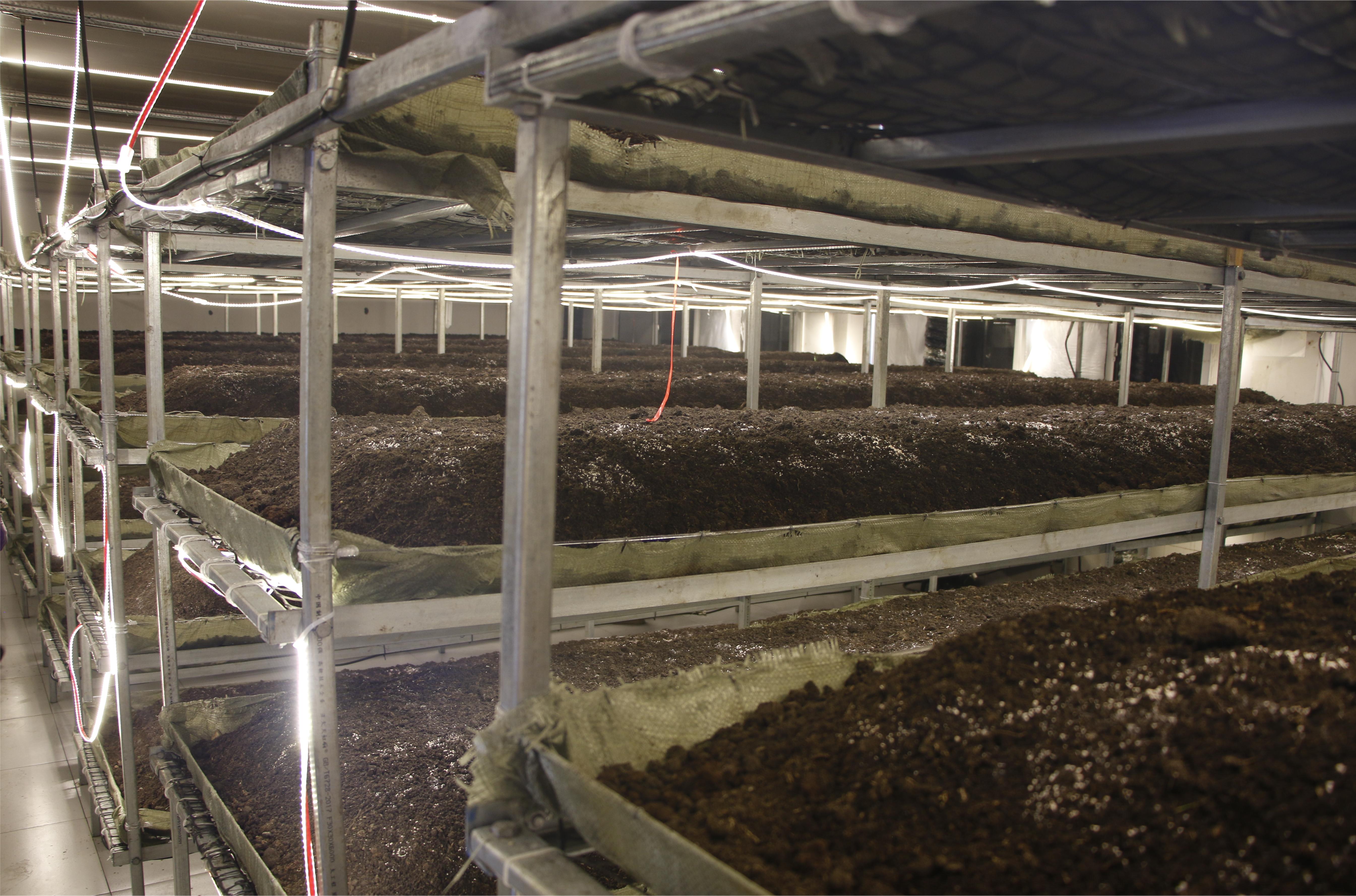 1762486014779810.jpg 教室打造竹荪基地.JPG